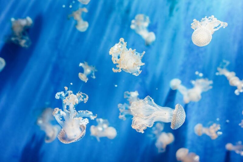 Genoa: Aquarium of Genoa Entry Ticket - What to Expect When Visiting Genoa’s Aquarium