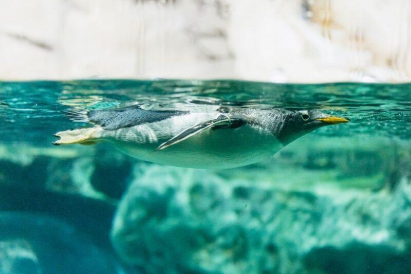 Genoa: Aquarium of Genoa with Lunch - FAQ