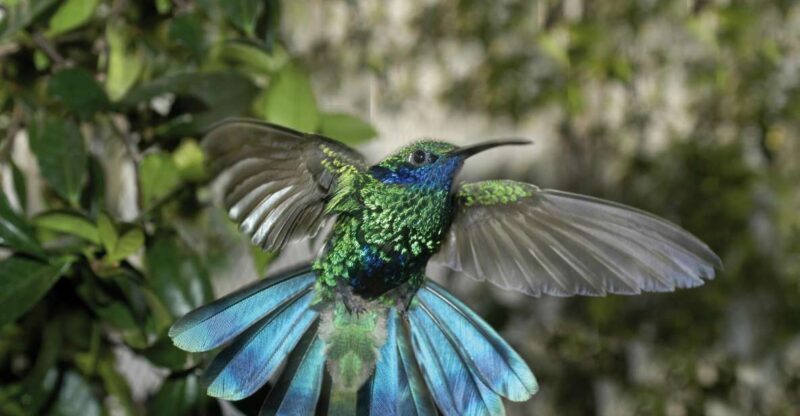 Genoa: Biosfera Entrance Ticket - Key Points