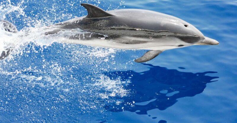 Genoa: Cetacean Watching Cruise with Marine Biologist Guide - Who Will Love This Experience?