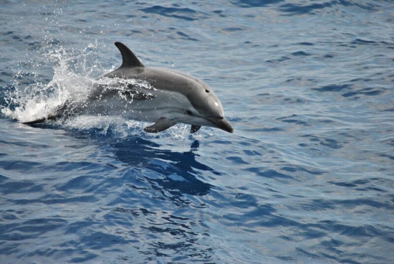 Genoa: Pelagos Sanctuary Whale Watching Cruise - What to Expect on the Whale Watching Cruise