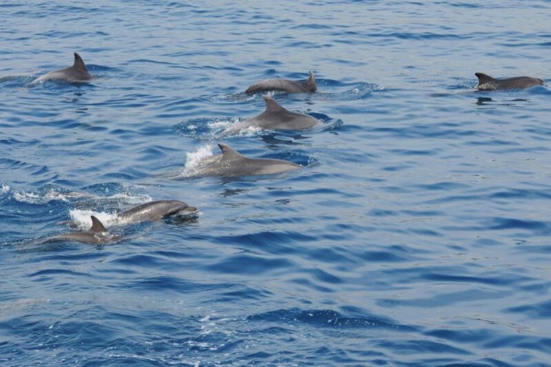 Genoa: Pelagos Sanctuary Whale Watching Cruise - Practical Tips for Your Trip