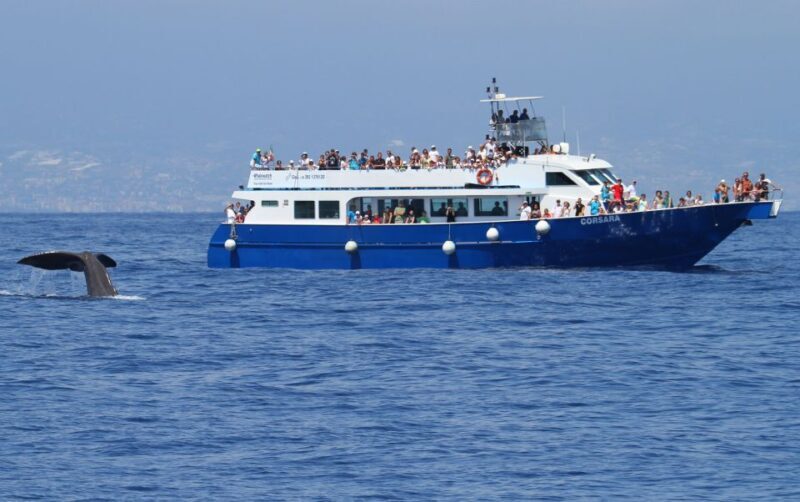 Genoa: Pelagos Sanctuary Whale Watching Cruise - Final Summary