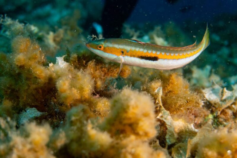 Genoa: snorkeling a stone's throw from downtown - Key Points