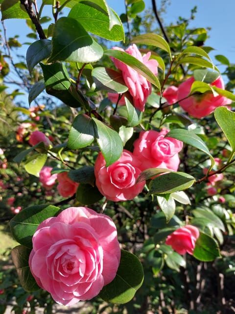 Genoa: Villa Durazzo Pallavicini Park Entry Ticket - Key Points