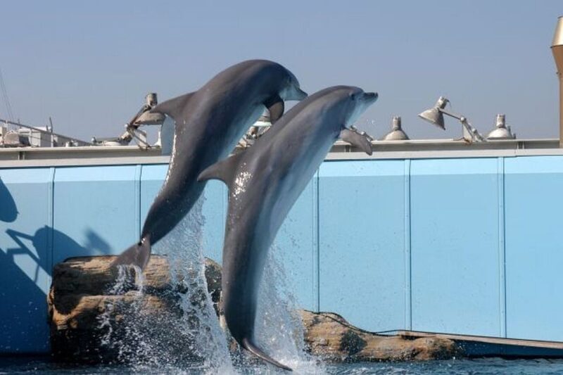 Genoa: World-Famous Aquarium and Lighthouse Combo Ticket - Overview of the Experience