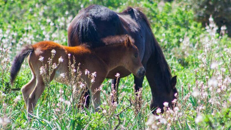 Genoni: discover the Giara Park - Exploring Sardinia with a Purpose: What to Expect