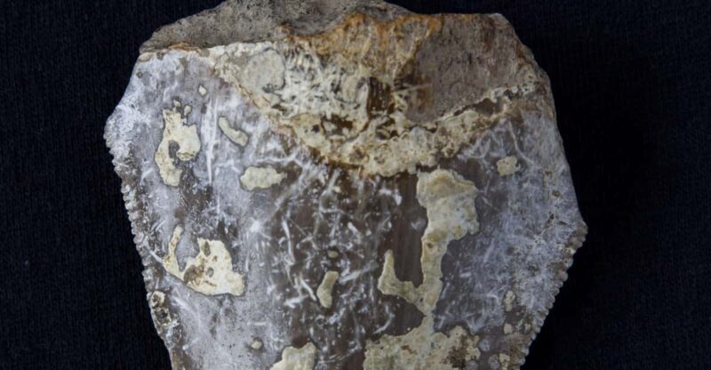 Genoni: PARC Museum Entry Ticket - Exploring the PARC Museum in Sardinia: A Deep Dive into Italy’s Prehistoric and Archaeological World