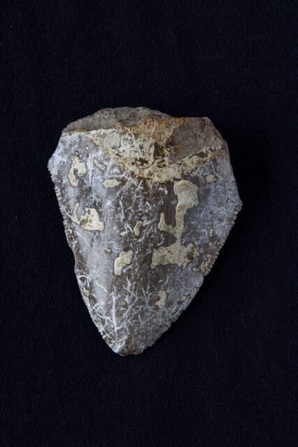 Genoni: PARC Museum Entry Ticket - FAQ