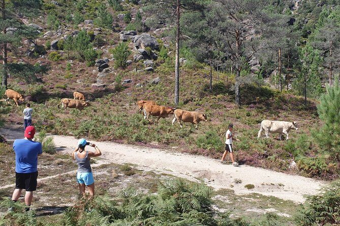 Gerês Nature,Waterfalls,Tasty Lunch!Small Group,Offer Wine bottle - Final Thoughts: Who Should Book This Tour?