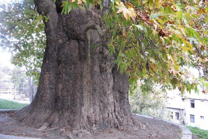 German village in Georgia (Elisabethal) & Wine tasting - An In-Depth Look at the Tour Experience