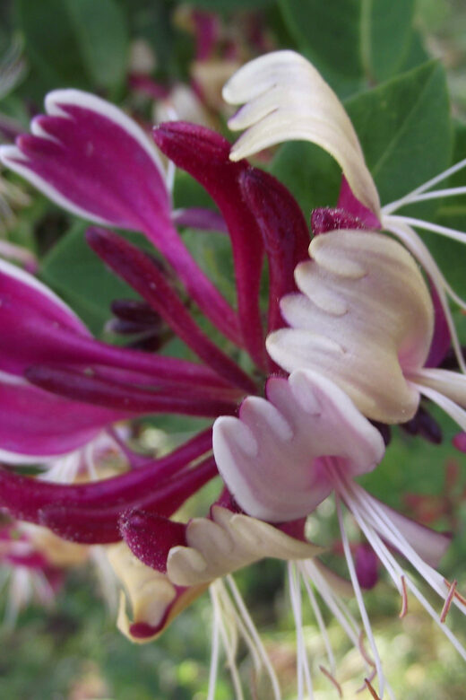 Get to know South Moravia with us. 6 hour tour. - An In-Depth Review of the South Moravia Tour