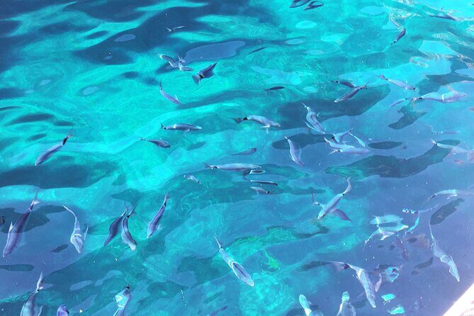 Getaway to the Calanques of Piana de Cargèse in a small group - FAQ