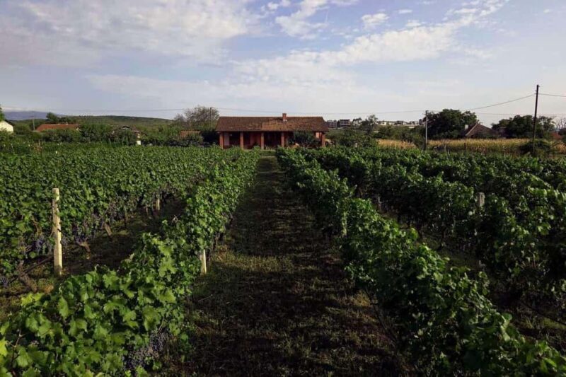 Gevgelija: Jostela Winery Wine Tasting Tour - Who Will Love This Experience?