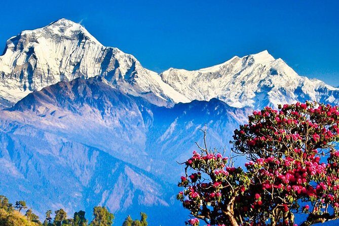 Ghorepani Poon Hill Trek - The Value of This Trek