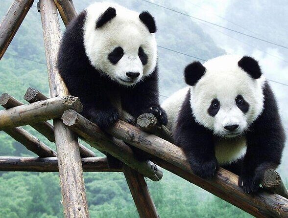 Giant Panda and Buddha 1 day tour - Key Points