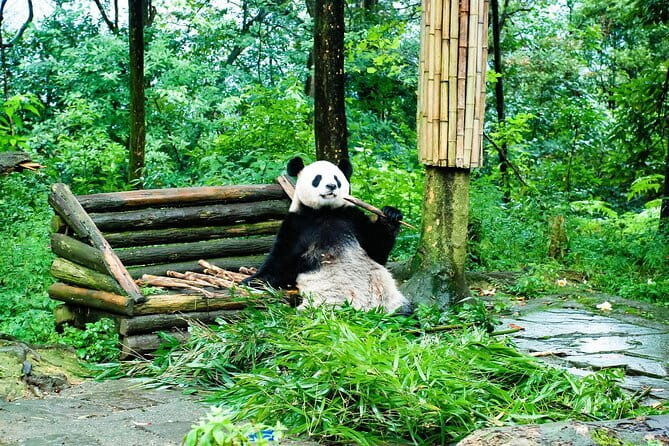 Giant Pandas and Leisurely Chengdu Private Day tour - FAQ