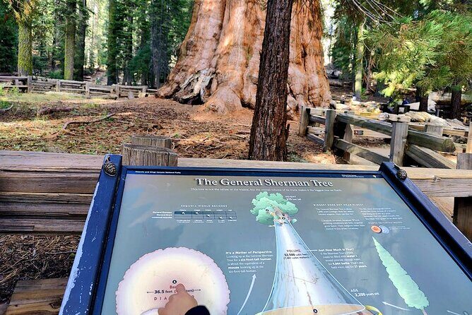 Giant Sequoia National Park Private Day Tour from Los Angeles - An In-Depth Look at the Tour Experience