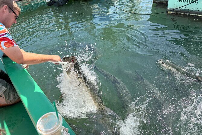 Giant Tarpon Fish Feeding Experience in Bayside Marketplace - What You Can Expect from the Experience