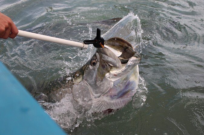Giant Tarpon Fish Feeding Experience in Bayside Marketplace - FAQs