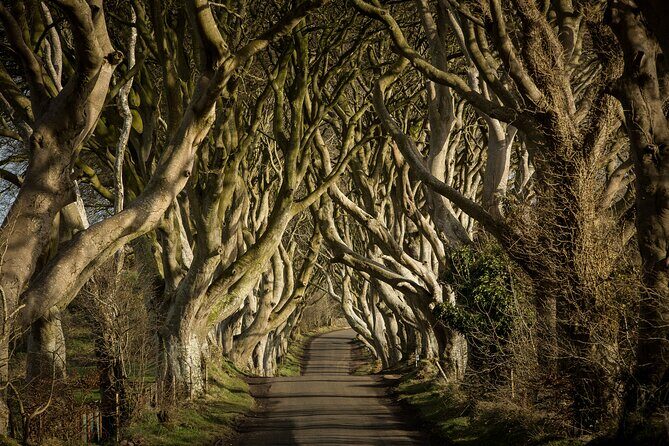 Giants Causeway and Belfast Private Day Tour - Who is This Tour Best Suited For?