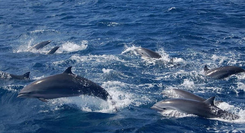 Giardini Naxos: Dolphin Catamaran Sunset Tour with Aperetif - Frequently Asked Questions