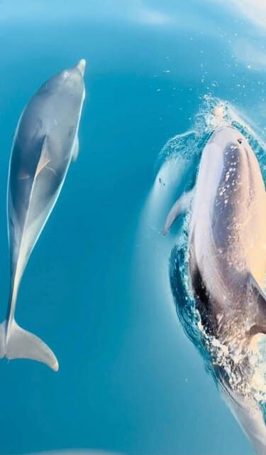 Giardini Naxos: Dolphin Searching Sunset Boat Tour - The Highlights and Authentic Touches