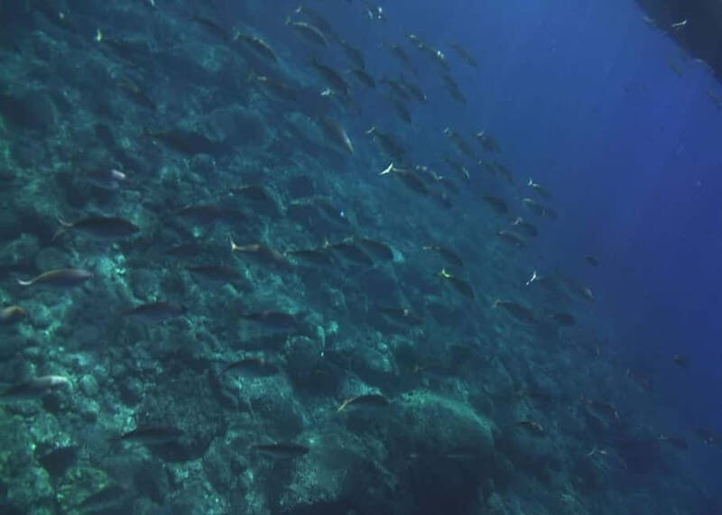 Giardini Naxos Taormina: Dolphin Watching Sunset Tour - FAQs