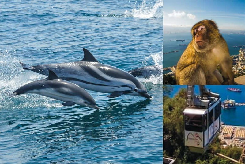 Gibraltar: Dolphin Watch Cruise & Cable Car Fast Track Combo - Gibraltar: Dolphin Watch Cruise & Cable Car Fast Track Combo - A Detailed Review