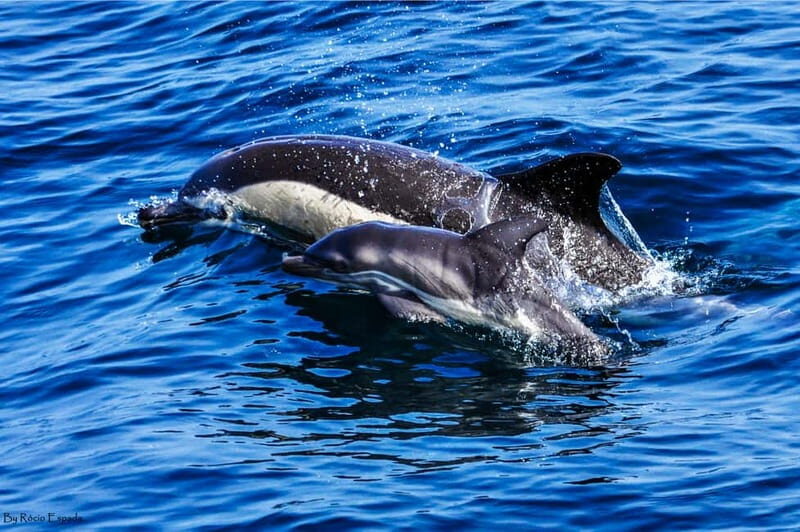 Gibraltar: Dolphin Watch Cruise & Cable Car Fast Track Combo - The Sum Up: Who Will Love This Tour?