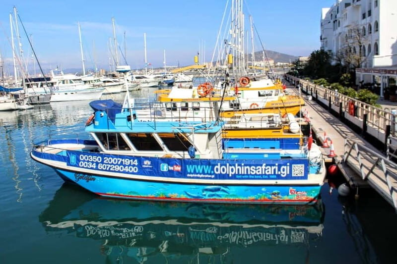 Gibraltar: Dolphin Watching Boat Tour V.I.P - Gibraltar: Dolphin Watching Boat Tour V.I.P – A Deep Dive into the Wild