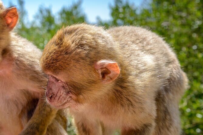 Gibraltar Full Day Tour Ultimate Tour 7hrs - Final Thoughts