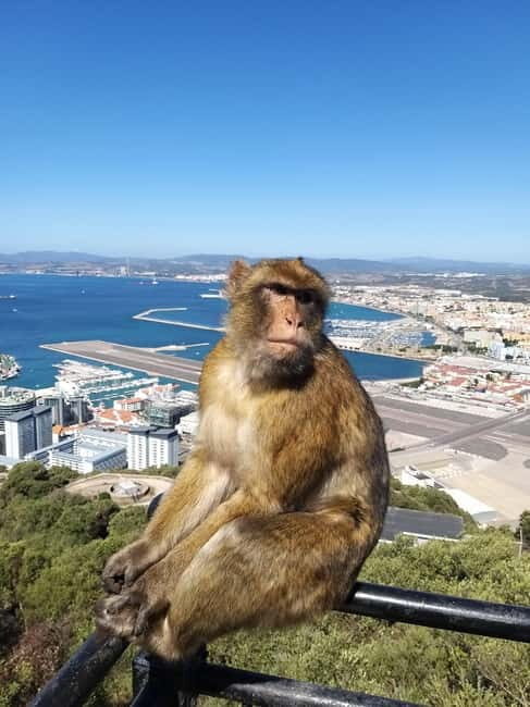 Gibraltar: Guided Tour by Bus Including Tickets - FAQ