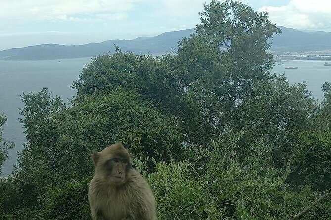 Gibraltar, Mijas and Marbella Private Tour From Malaga Province - Key Points