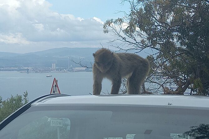 Gibraltar, Mijas and Marbella Private Tour From Malaga Province - Practical Details and Value Considerations