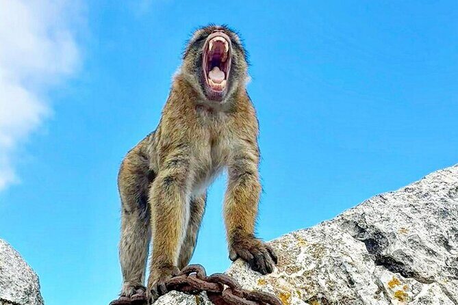 Gibraltar Private Daytrip From Malaga - Frequently Asked Questions