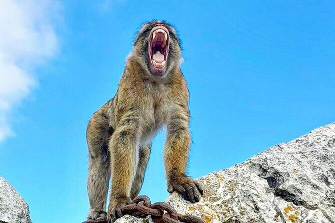 Gibraltar Private Daytrip From Sevilla - An In-Depth Look at the Gibraltar Day Trip