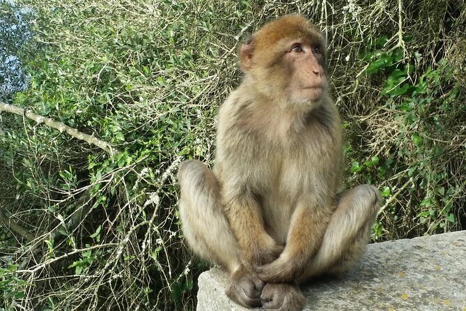 Gibraltar private trip from Marbella or Malaga - Is This Tour Worth the Price?