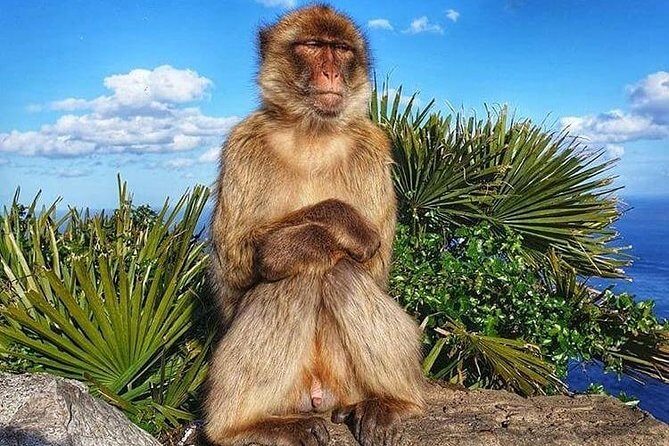 Gibraltar Sightseeing : Classic Rock Tour plus World War 2 Tunnels (Private) - The Sum Up