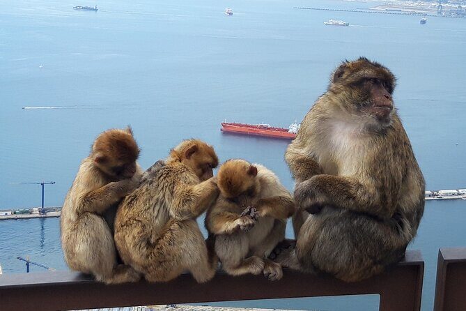 Gibraltar Sightseeing: Classic Rock Tour (Private) - Why This Tour Works for You