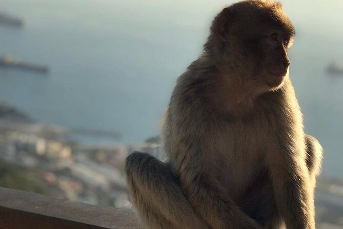 Gibraltar Sightseeing: Premium Rock Tour / Shore Excursion (Private) - The Sum Up: Who Should Book This Tour?