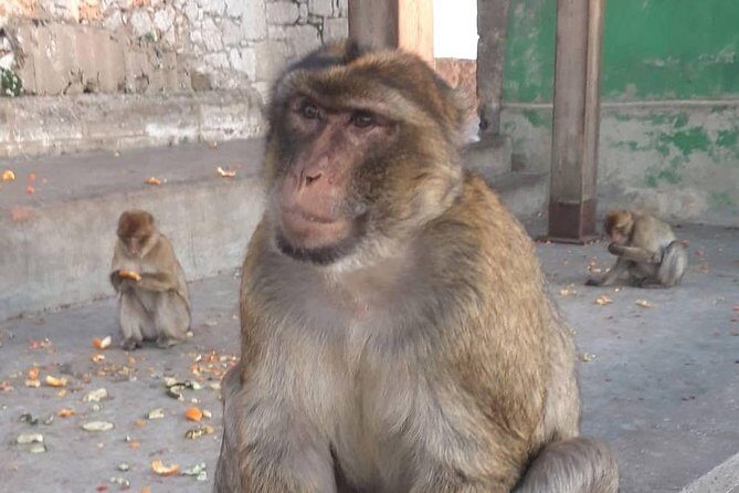 Gibraltar Sightseeing :SKYWALK AND SUSPENSION BRIDGE TOUR (Private) - What Travelers Are Saying