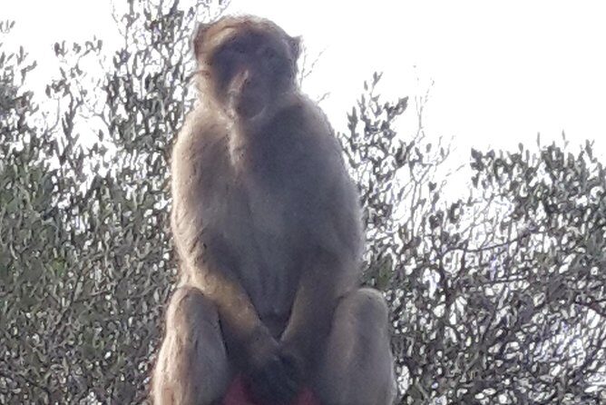 Gibraltar Sightseeing :SKYWALK AND SUSPENSION BRIDGE TOUR (Private) - Who Is This Tour For?