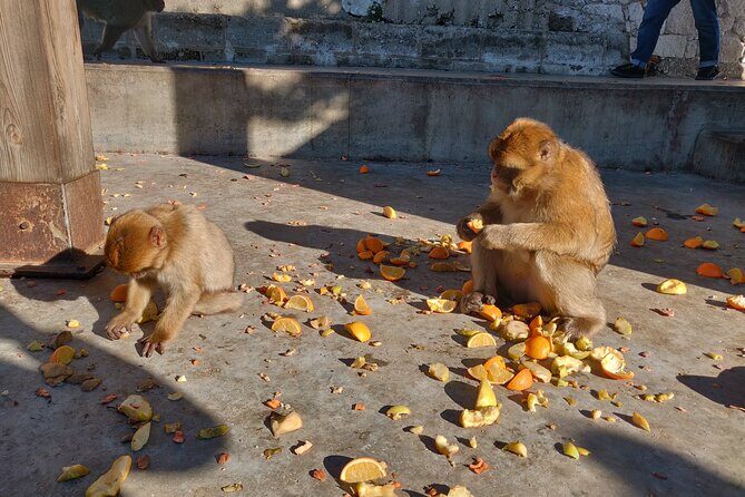 Gibraltar Sightseeing Tour with Monkeys and Panoramic views - An Overview of the Experience