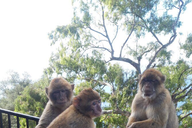 Gibraltar Sightseeing Tour with Monkeys and Panoramic views - FAQ