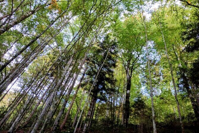 Giessbach Waterfall + CLOY Pier Iseltwald Sightseeing Tour Privat - Giessbach Waterfalls and Surrounds