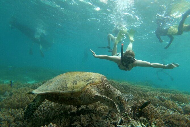 Gili island Snorkeling Half Day Trip departure from Gili Trawangan - Who Is This Tour Best For?