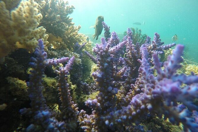 Gili Nanggu,Gili Kedis & Gili Sudak Hopping island & Snorkeling Tour - The Sum Up