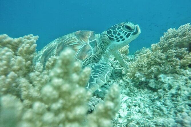 Gili Trawangan,Gili Meno& Gili Air Island:Snorkeling Day Trip Depart from Lombok - Key Points