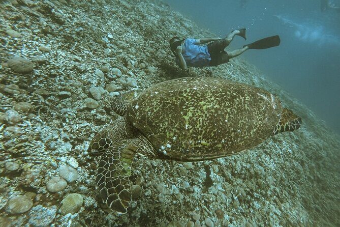 Gili Trawangan,Gili Meno& Gili Air Island:Snorkeling Day Trip Depart from Lombok - Final Thoughts